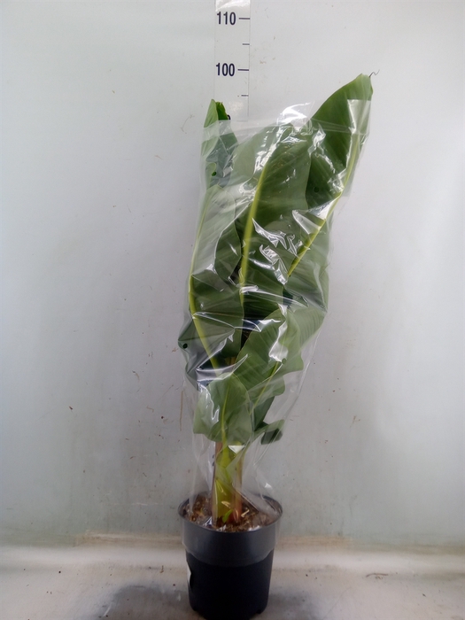 <h4>Musa  'Dwarf Cavendish'</h4>