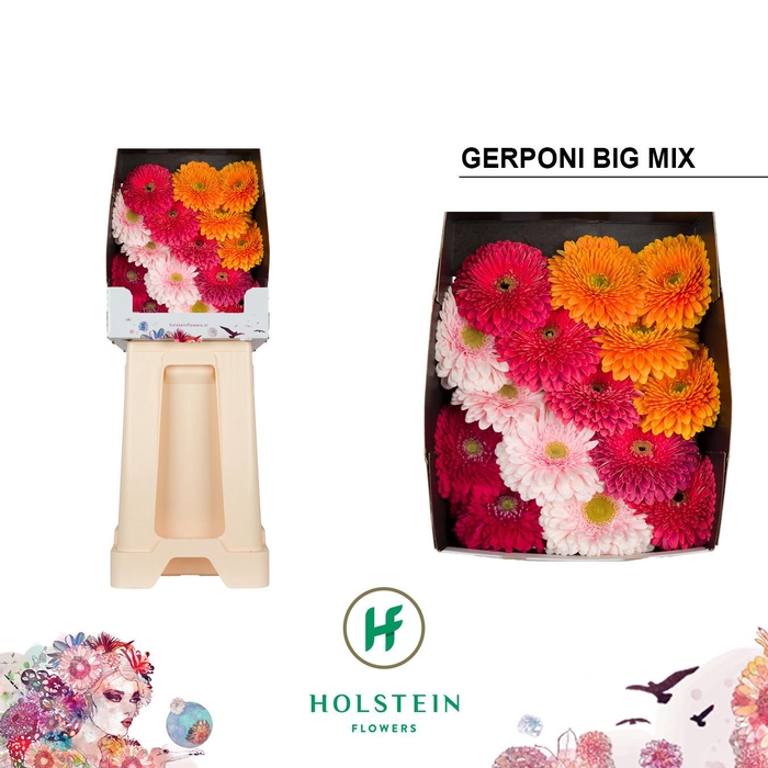 <h4>Gerbera Pomponi Mix Pomponi Diamond</h4>