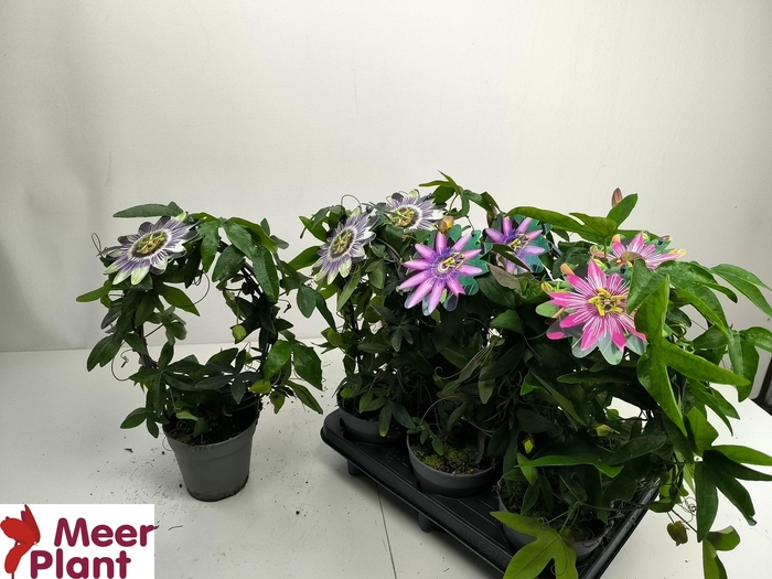 <h4>PASS CAERULEA</h4>