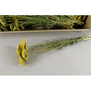 DF Achillea Parker Bs