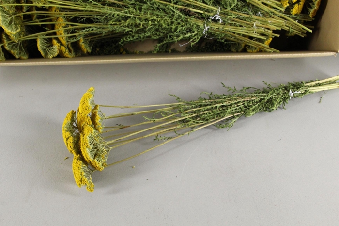 <h4>DF Achillea Parker Bs</h4>