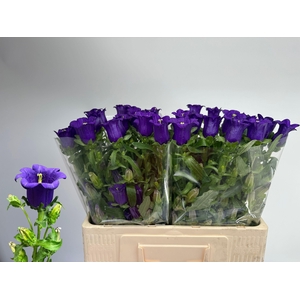 CAMP M CAM DEEP BLUE