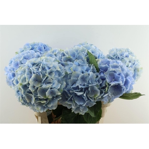 Hydr M Verena Blue 80-23