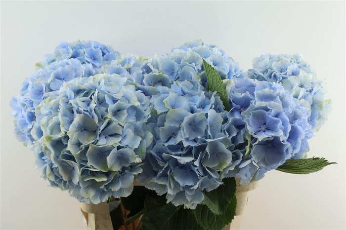 <h4>Hydr M Verena Blue 80-23</h4>