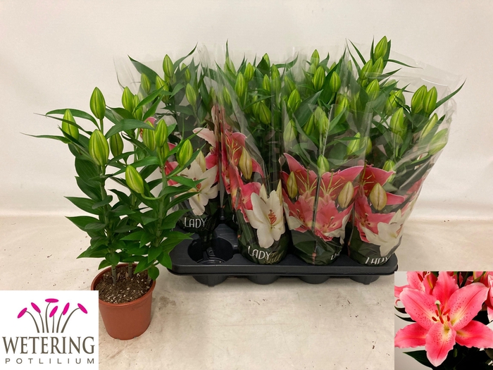 <h4>LIL OR SUNNY CAMINO</h4>