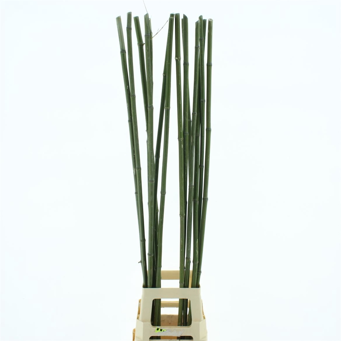Bamboe Stok 130 Cm