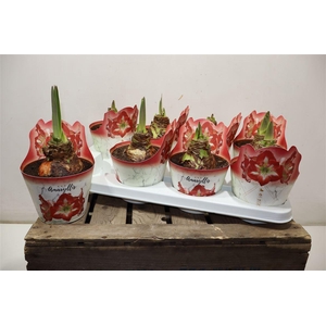 Hippeas Pico Red White In Potcover