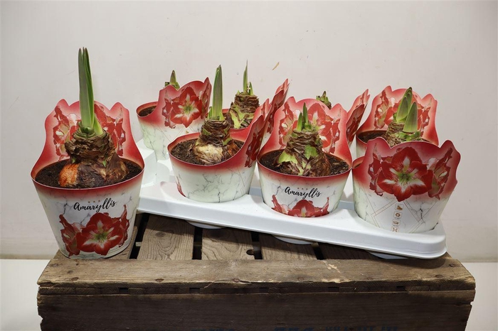 <h4>Hippeas Pico Red White In Potcover</h4>