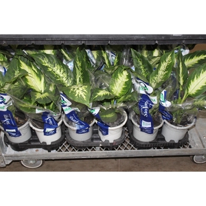 DIEFFENBACHIA VARIADO P15