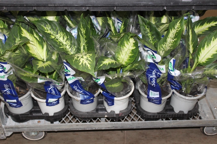 <h4>DIEFFENBACHIA VARIADO P15</h4>