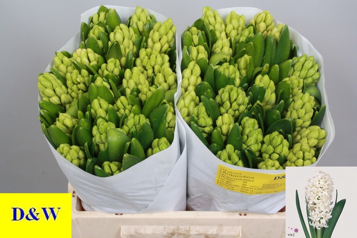 <h4>HYAC ANTARCTICA</h4>