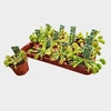 Dionaea Muscipula