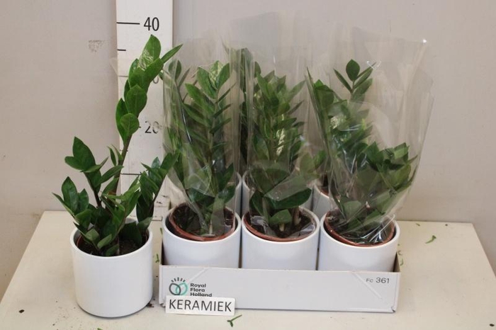 <h4>ZAMIO ZAMIIFOLIA</h4>