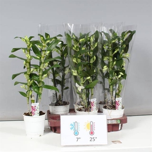 Dendrobium Nobile Apollon (Cites) 12Ø 55cm 2st 18f