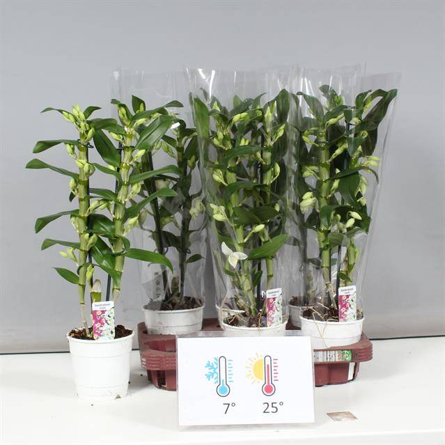 Dendrobium Nobile Apollon (Cites) 12Ø 55cm 2st 18f