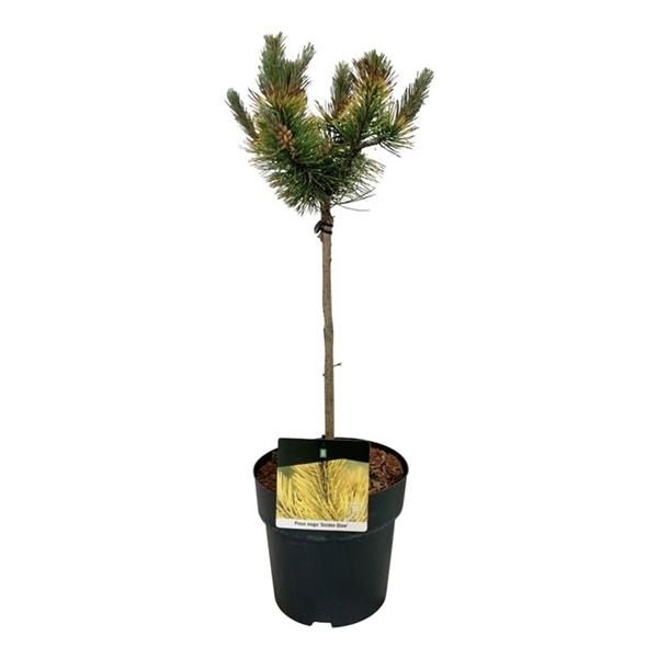<h4>Pinus mugo 'Golden Glow'</h4>