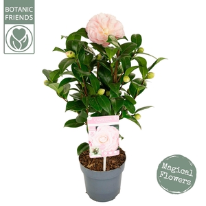 Camellia jap. 'Nuccio's Cameo' Premium