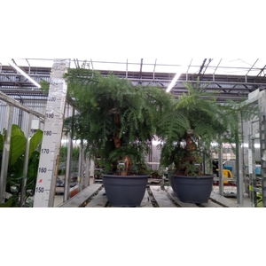 Araucaria   ...
