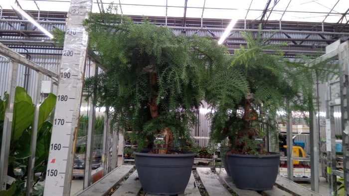<h4>Araucaria   ...</h4>