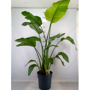 Strelitzia nicolai