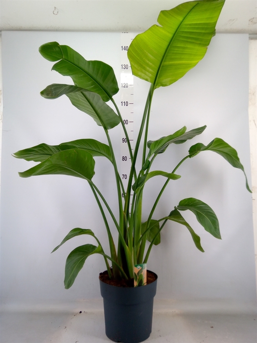 <h4>Strelitzia nicolai</h4>