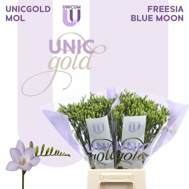 <h4>Freesia enk Blue Moon</h4>