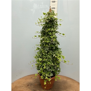 Hedera ester pyramide