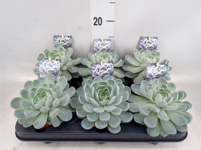 <h4>Echeveria   ...</h4>