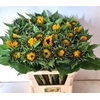 Helianthus Sunrich Orang