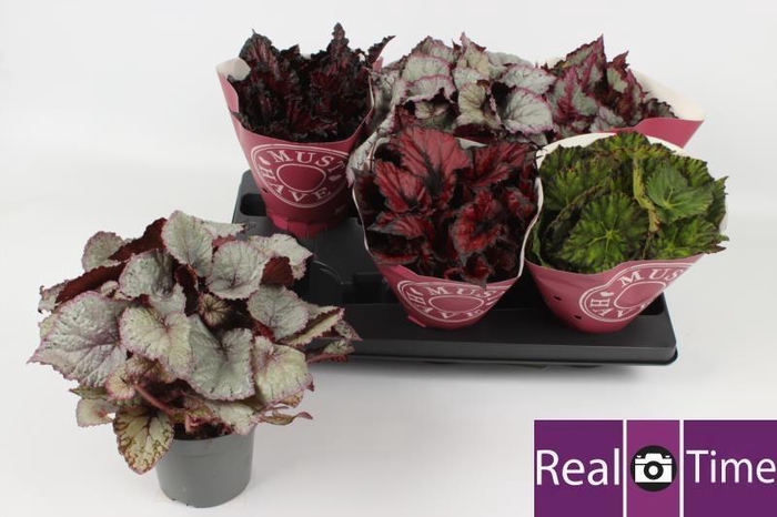 <h4>BEG BEL GEM</h4>