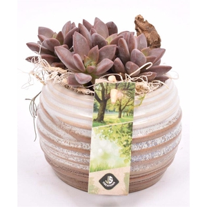 Keramiek sierpot bruin/creme10cm