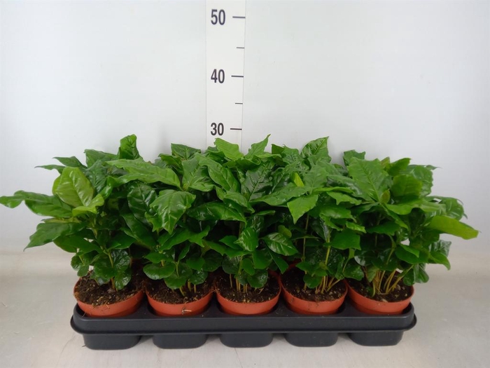 <h4>Coffea arabica</h4>