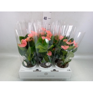 Anthurium andr. 'Spirit'