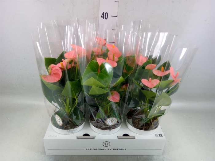 <h4>Anthurium andr. 'Spirit'</h4>