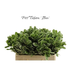 PITTOSPORUM ILAN