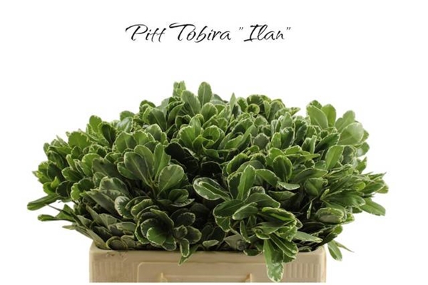 <h4>PITTOSPORUM ILAN</h4>