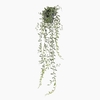Cactus Plant in Pot Green PP550058GRN