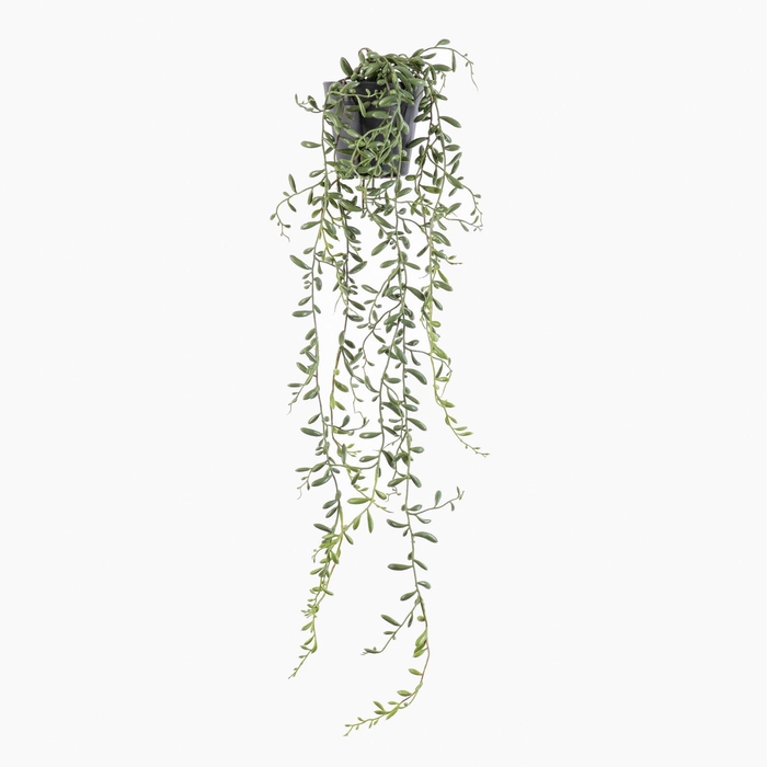 <h4>Cactus Plant in Pot Green PP550058GRN</h4>