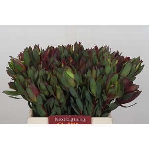 Leucadendron Senorita