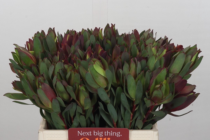 Leucadendron Senorita