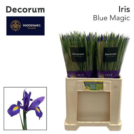 <h4>Iris Blue Magic</h4>