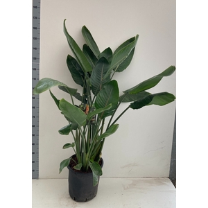 STRELITZIA REGIN BL