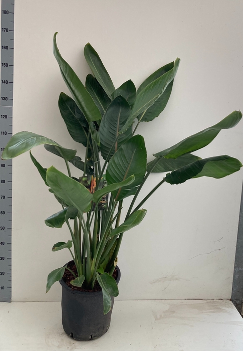 STRELITZIA REGIN BL