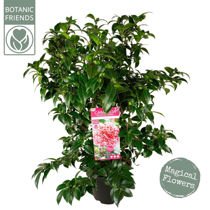 <h4>Camellia japonica</h4>