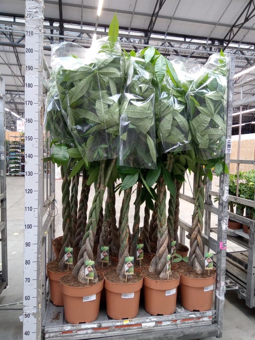 <h4>Pachira aquatica</h4>