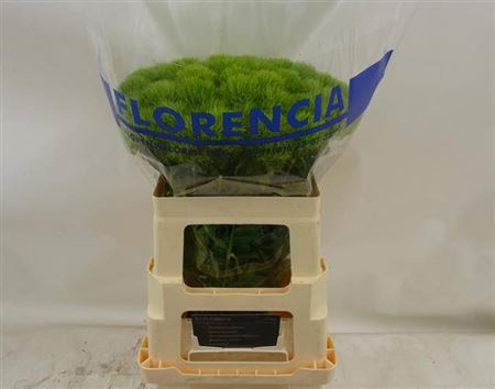 Di Barb Green Trick
