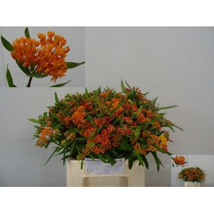 ASCL TUBEROSA