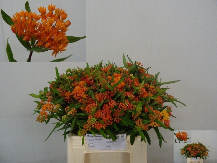 <h4>ASCL TUBEROSA</h4>