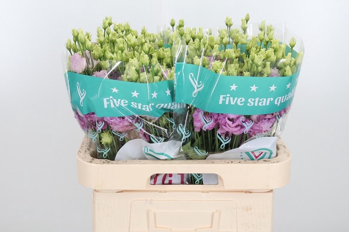 <h4>Eus G Julius Grape</h4>