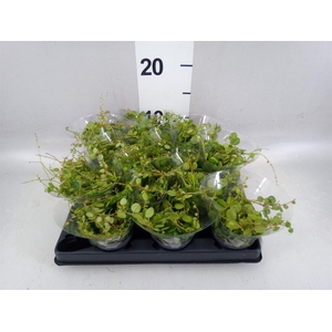 Peperomia pros.
